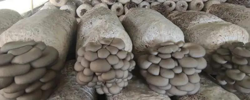 家庭蘑菇种植方法