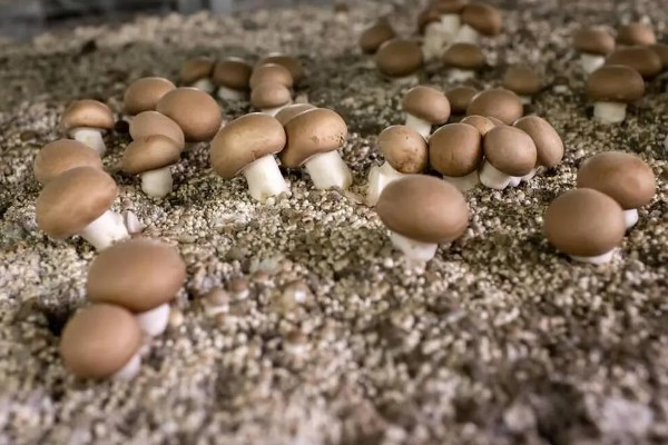 家庭蘑菇种植方法