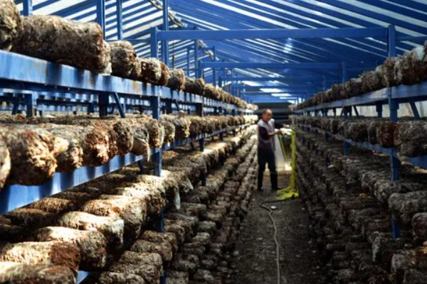 家庭蘑菇种植方法