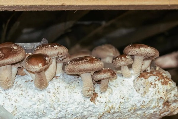 家庭蘑菇种植方法