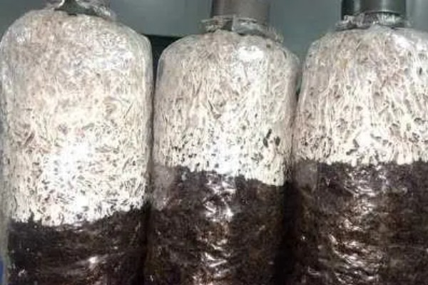 家庭蘑菇种植方法
