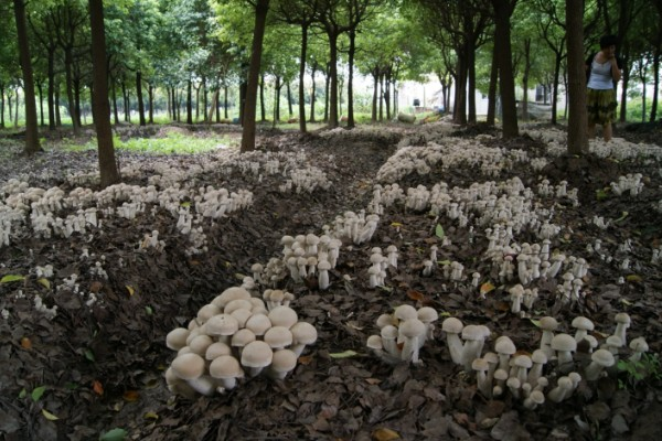 家庭蘑菇种植方法