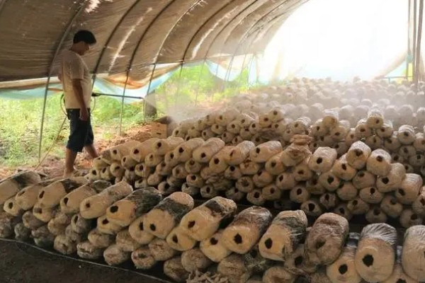 家庭蘑菇种植方法