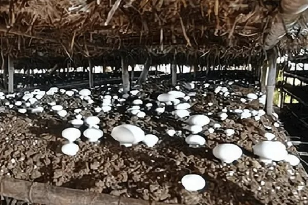 家庭蘑菇种植方法