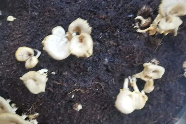 家庭蘑菇种植方法