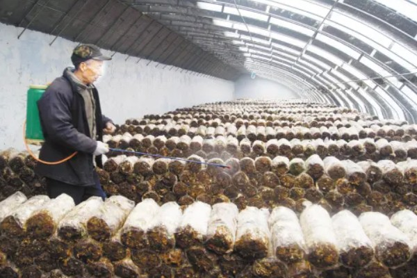 家庭蘑菇种植方法