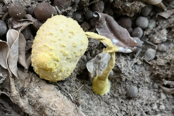 家庭蘑菇种植方法