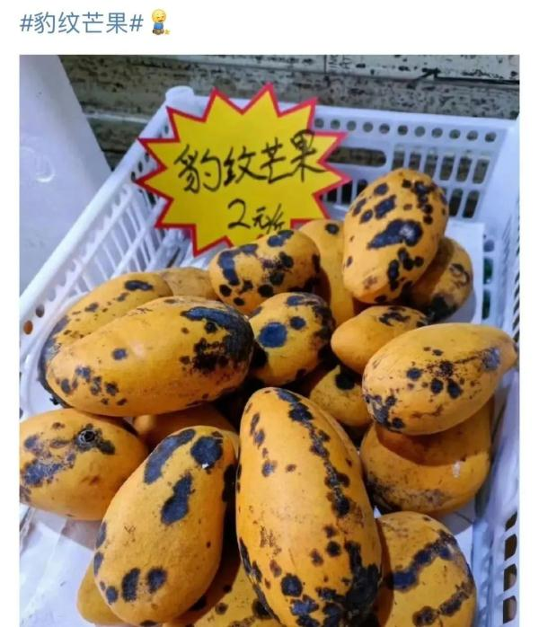 Mango planting plant