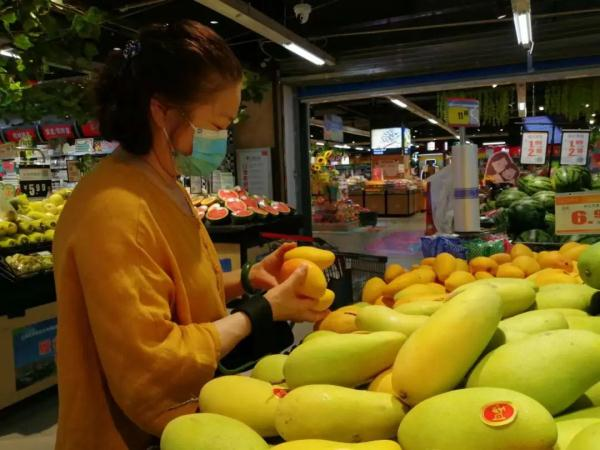 Mango planting plant