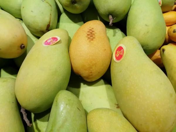 Mango planting plant