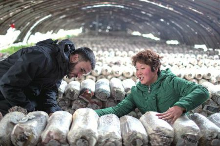 家庭蘑菇种植方法