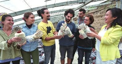 家庭蘑菇种植方法