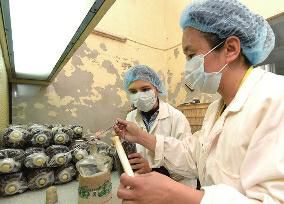 家庭蘑菇种植方法