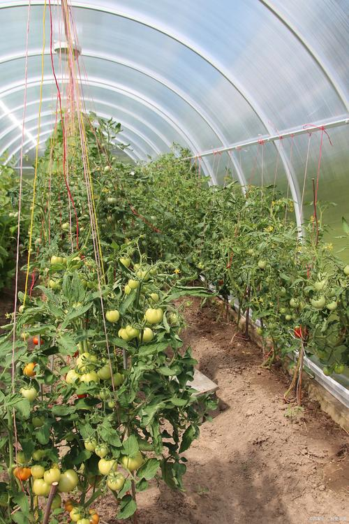 Instant tomato cultivation techniques