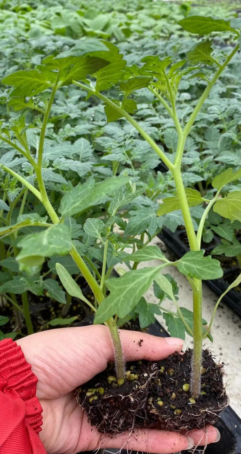 Instant tomato cultivation techniques