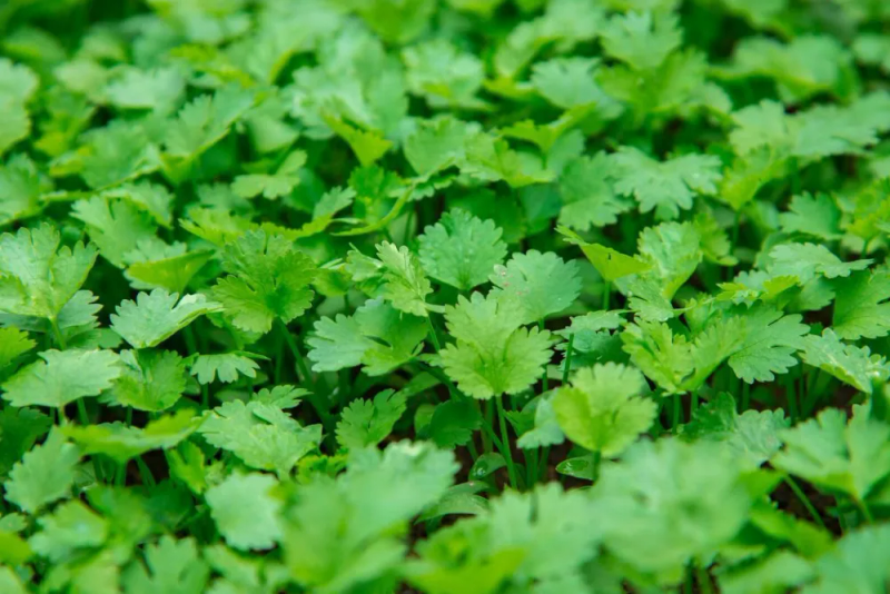 香菜的种植方法和时间