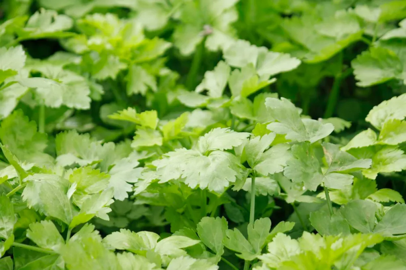 香菜的种植方法和时间