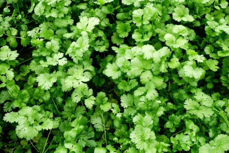 香菜的种植方法和时间