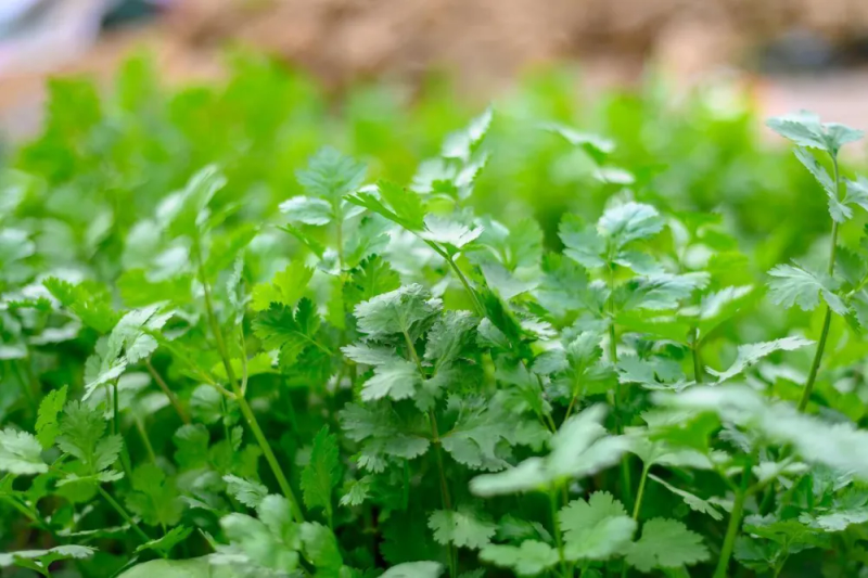 香菜的种植方法和时间