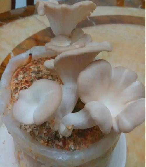 家庭蘑菇种植方法