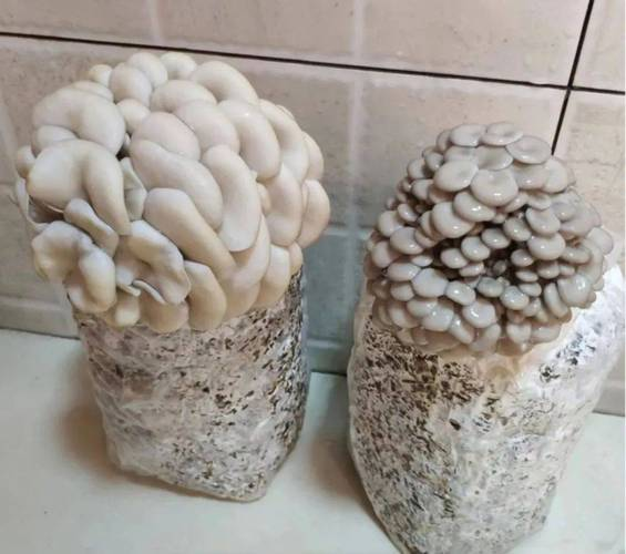家庭蘑菇种植方法