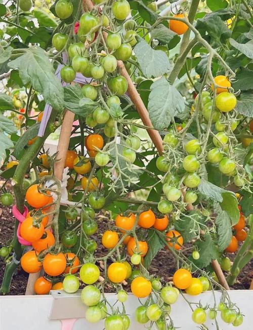 The method of planting the fruit of the red goddess