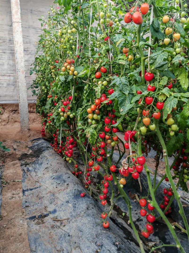 The method of planting the fruit of the red goddess