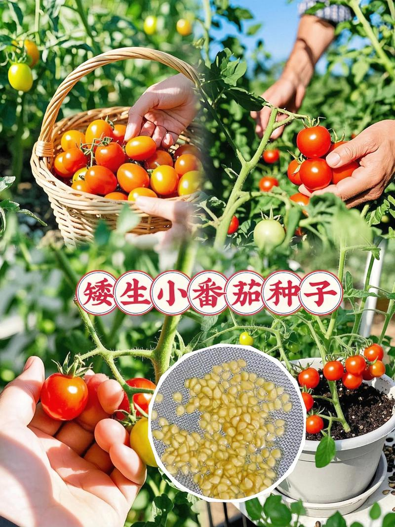 The method of planting the fruit of the red goddess