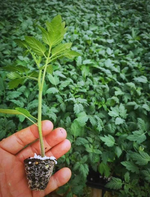 The method of planting the fruit of the red goddess