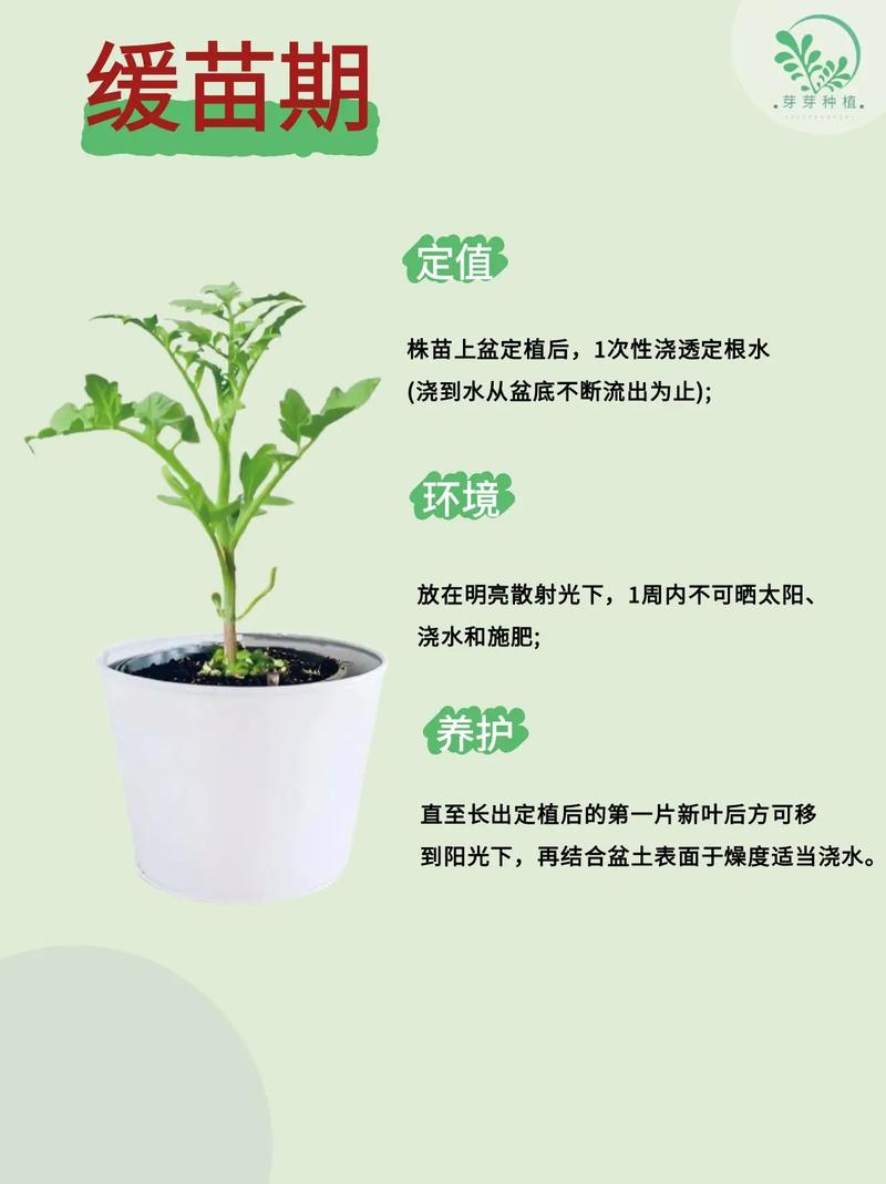 The method of planting the fruit of the red goddess