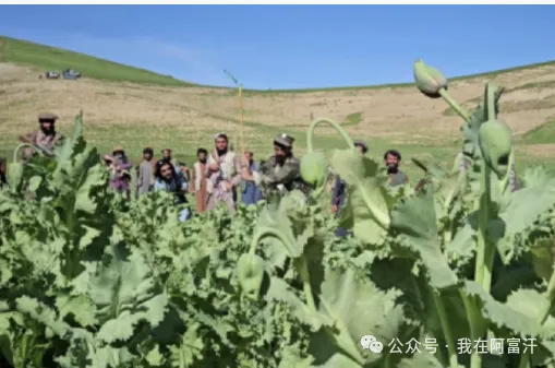 鸦片怎么种植方法