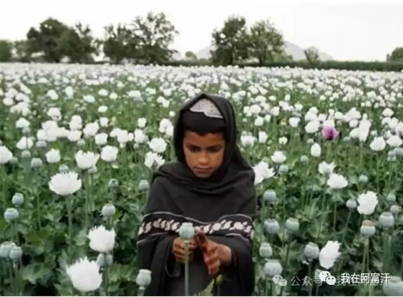 鸦片怎么种植方法