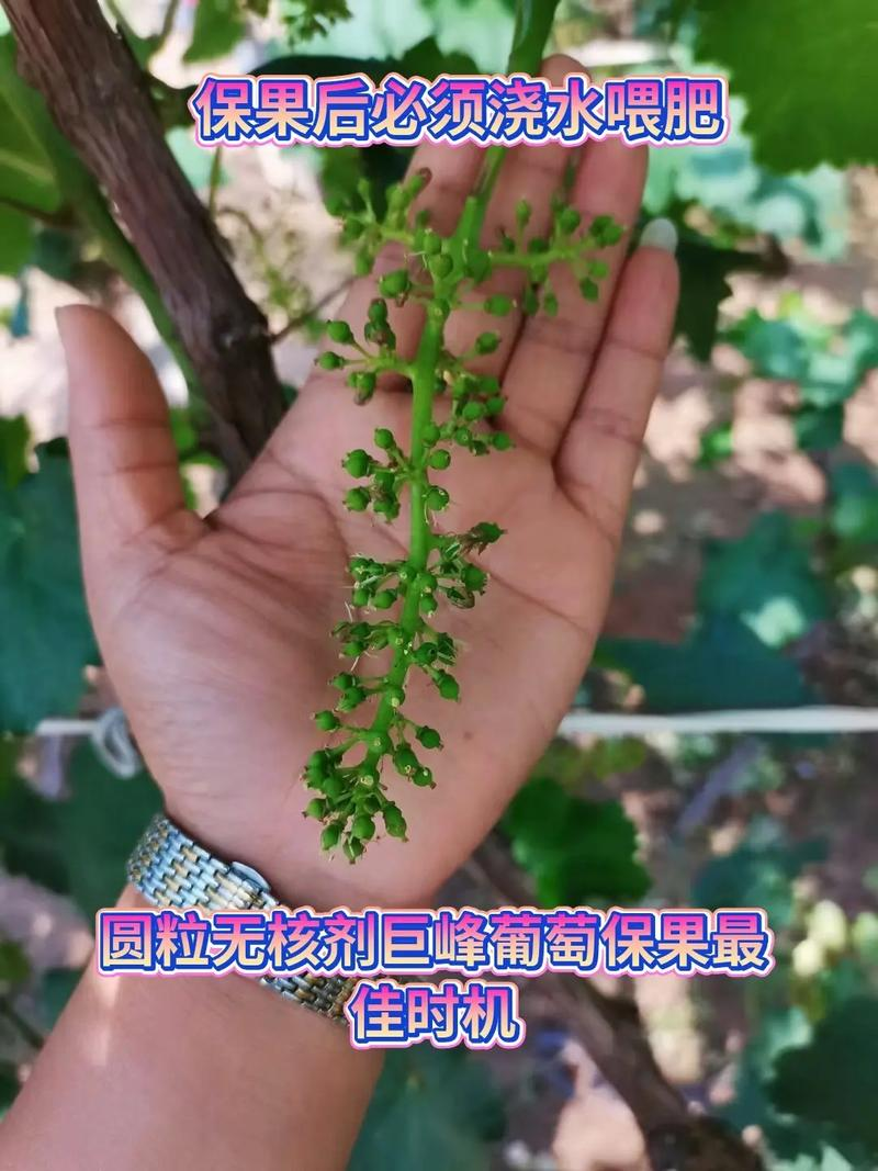 Great peak grape cultivation technology