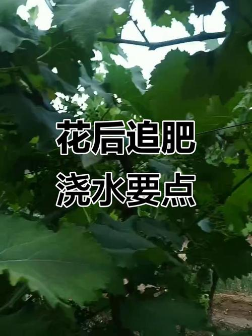 Great peak grape cultivation technology