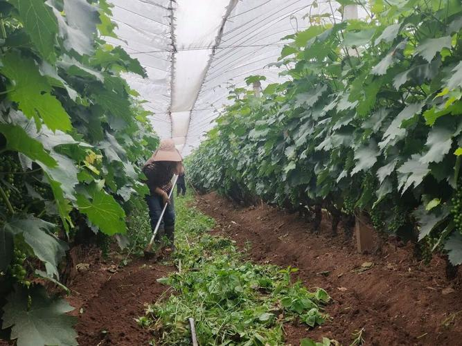 Great peak grape cultivation technology