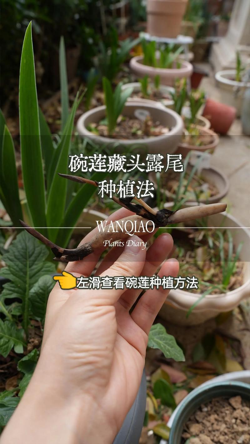 旱地浅水藕如何种植