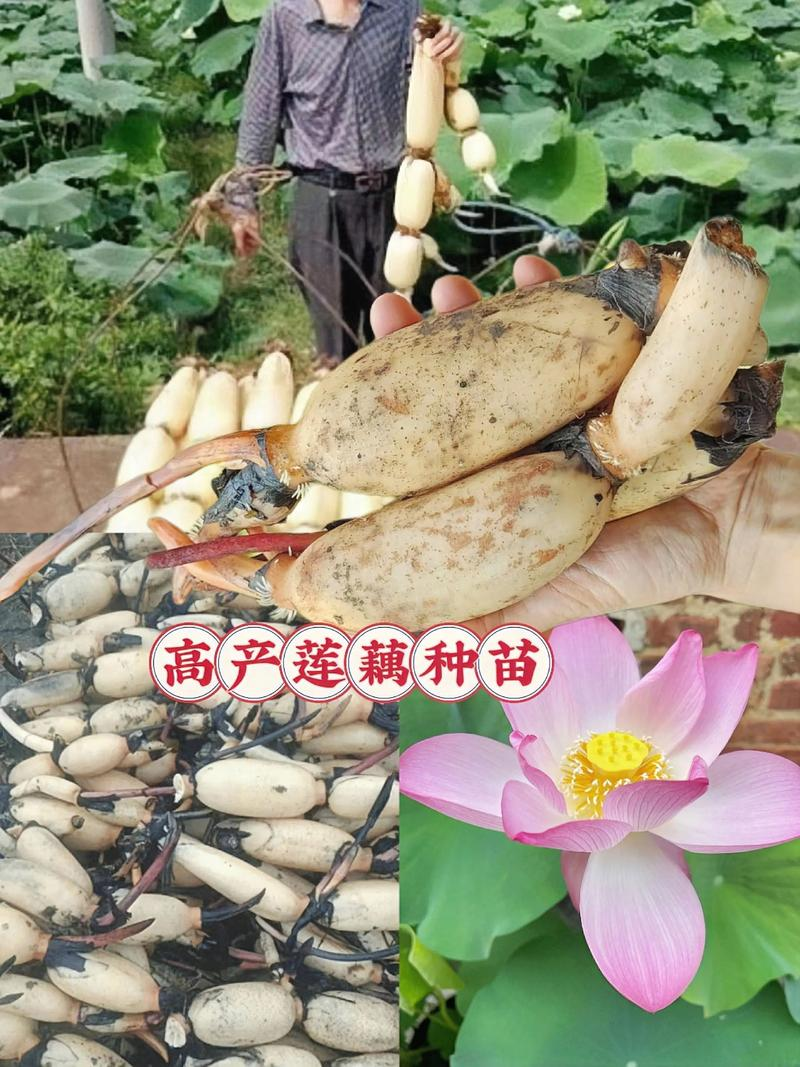 Technology for shallow-water planting