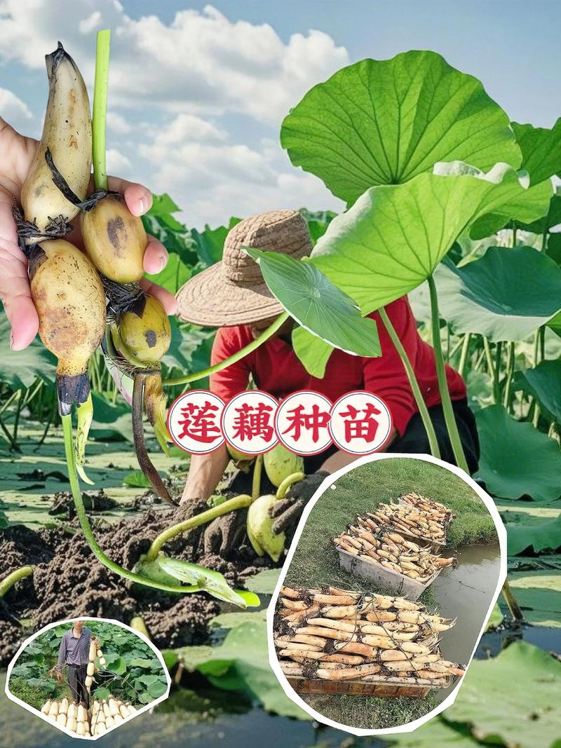 Technology for shallow-water planting