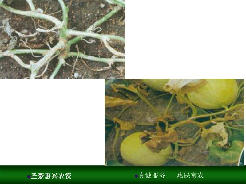 甜瓜的种植技术