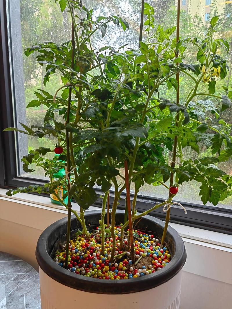 红圣女果种植方法