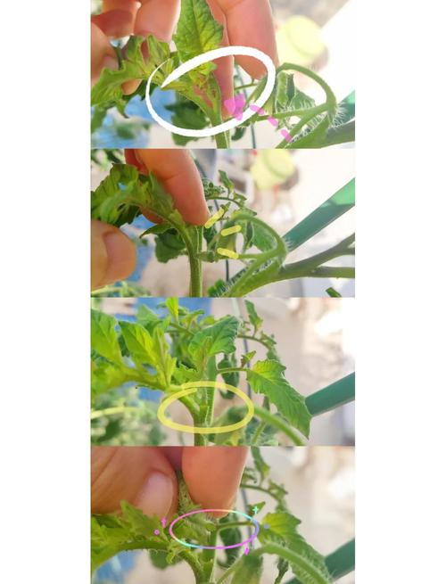 红圣女果种植方法