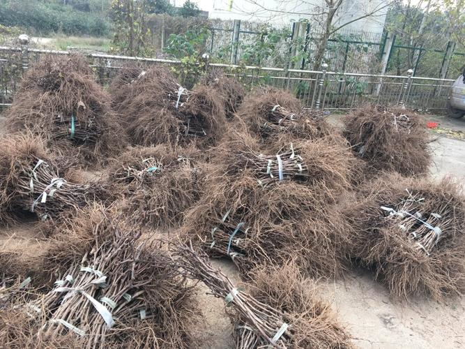 Great peak grape cultivation technology