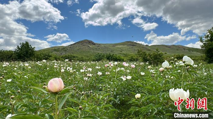 Chinese medicine orange infarction techniques