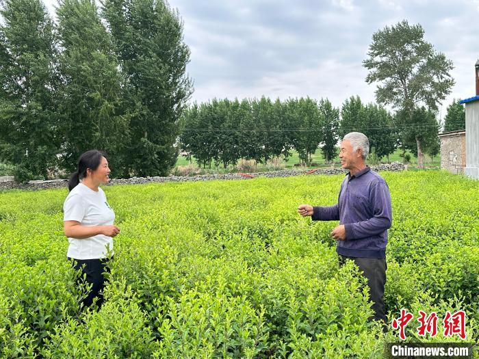 Chinese medicine orange infarction techniques