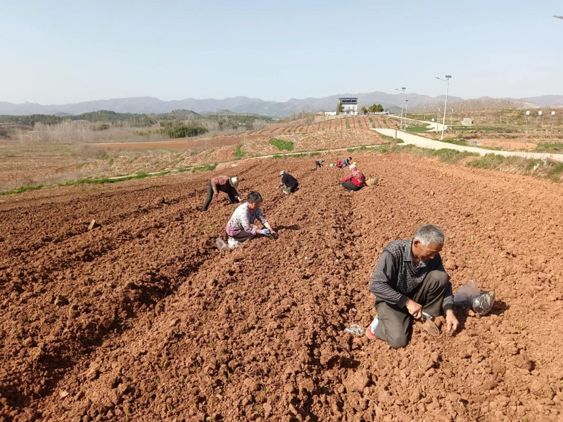 Chinese medicine orange infarction techniques