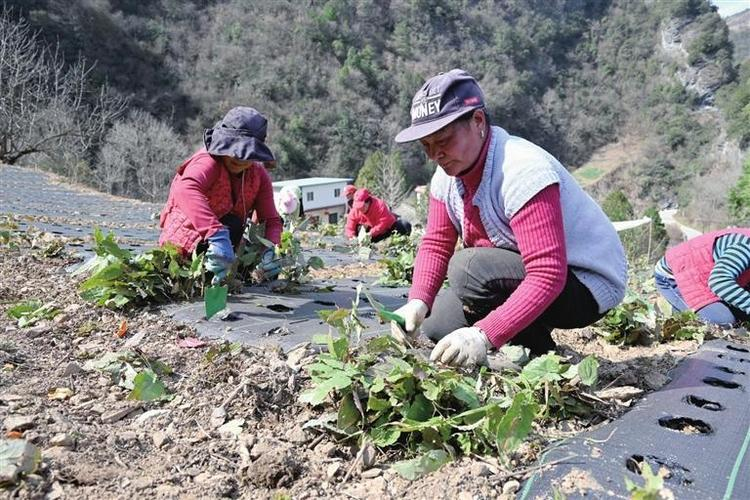 Chinese medicine orange infarction techniques