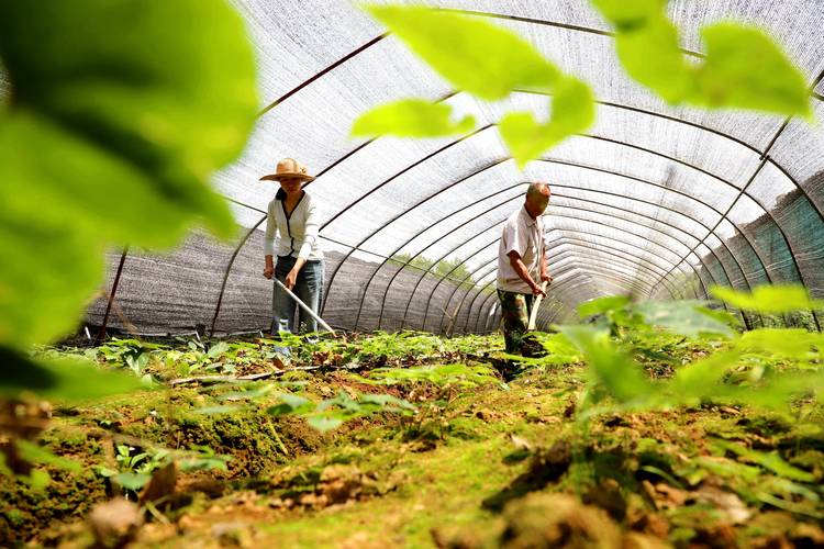 Chinese medicine orange infarction techniques
