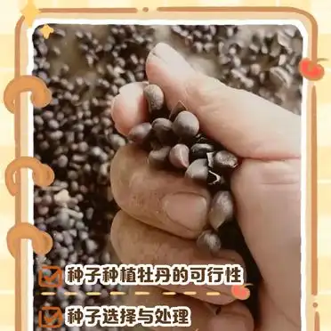 牡丹花种植技术