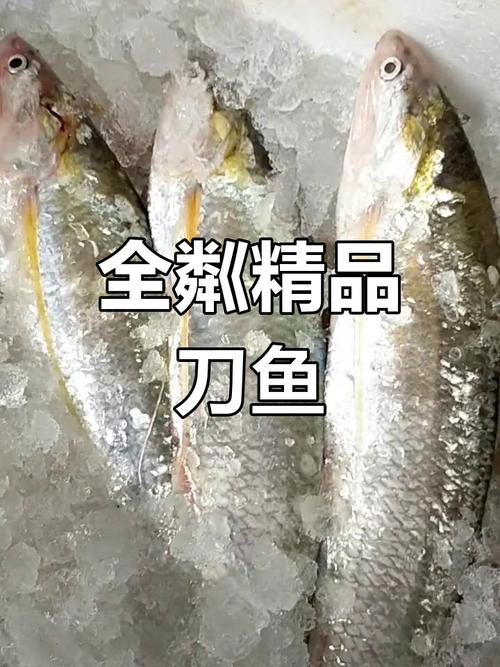 威海刀鱼价格
