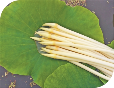 Technology for the planting of quillin, thailand